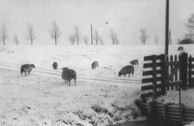 Huisje Boas
Met toegangspad over de dijk naar de Abcouderstraatweg.

