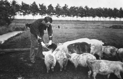 Varkens voeren bij Klaas van Leeuwen 
Met onbekende militair.
