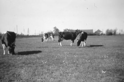 Gezicht vanaf "Knorrenburg" richting Amsterdam
Op de achtergrond boerderij "Vee en Veenzicht", van Hein Hesp. Hier is men inmiddels begonnen met de bouw van het A.M.C.

