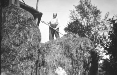 Hein Hesp bezig met het afsteken van voerhooi
