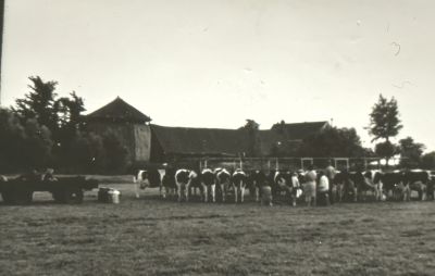 Koeien aan de melkwagen bij boerderij "Vee en Veenzicht"
