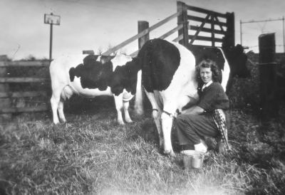 Nelie Hesp aan het melken bij het spoor 
Het land van Hesp werd doorsneden door het spoor Amsterdam – Utrecht. (aanraken der draden is levensgevaarlijk).

