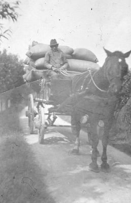 De heer Altena met de voerwagen in het Gein
Voor het rondbrengen van het veevoer.

