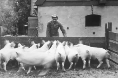 Achter het winkeltje van Jan Roest
Jan Roest bij zijn varkens. Hij was tevens melkmonsternemer bij de melkcontrole vereniging te Weesp. Zijn vrouw dreef een klein winkeltje in kruidenierswaren.
Jan Roest denkt hier: " Als je varkens voert krijg je spek, als je vrouwen voert krijg je op je ..........".


