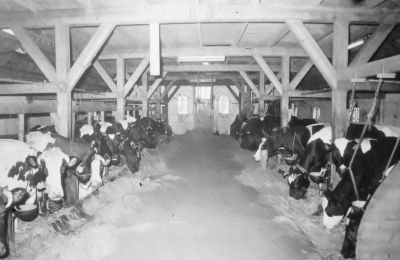 In de stal van S. Bakhuizen
Boerderij heeft de naam “Janna’s hoeve”.
