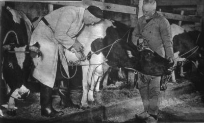 Mond en klauwzeer enting voorjaar 1952
Op boerderij "Elders Rust", van Berkelaar. De dierenarts is C. van Beusekom uit Weesp (later directeur van de Gezondheids Dienst voor dieren in Noord-Holland).

