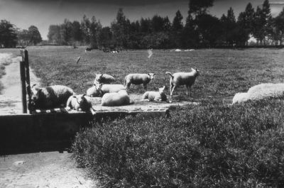 Schapen op de dam op boerderij "Oostgein"
