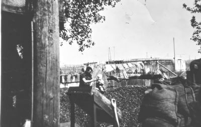 Kolen zeven bij Jan Angel. 
