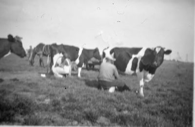 Boerderij van Hannes Grootendorst,
Boerderij van Hannes Grootendorst, met vader Hannes en moeder An aan het melken.

