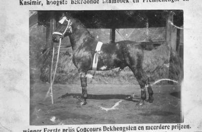 Boerderij "Klein Bethlem",
Boerderij "Klein Bethlem", dekhengst "Casimir".
