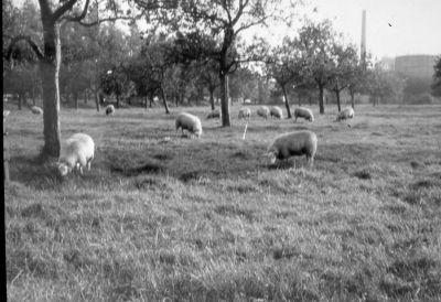De boomgaard van boerderij "Welgelegen"
