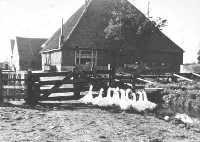 Boerderij " Elck zijn zin " van Co Roeleveld
Achter op het erf. Co Roeleveld heeft zijn leven lang ganzen gehad, zelfs toen hij in de Wijde Wormer ging wonen.
