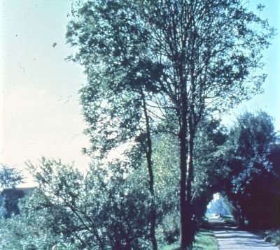 Het " Laantje ", behorende bij boerderij “Land en Vischlust” 
Het was een essen hakbos met dikke onderstammen (stobben). Deze stobben zijn ontstaan doordat de bomen vroeger vaak werden gesnoeid. Het hout werd gebruikt voor stelen voor de schop, bezem of hooivork, het zogenaamde boerengeriefhout. De dunne takken voor bonenstaken. Het dikkere voor brandhout.

