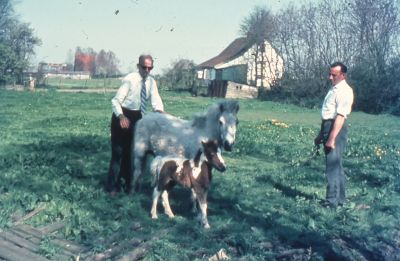 Jac. Nagel en D. van Beusekom op het kampie
Met de pony bestemd als prijs voor de verloting van de Ruitervereniging in Weesp. D. van Beusekom was instructeur bij de Landelijke Rijvereniging " de Vechtruiters ", te Weesp, opgericht 1 oktober 1945.
Op de achtergrond de arbeiderswoning " Kijk uit ". 
