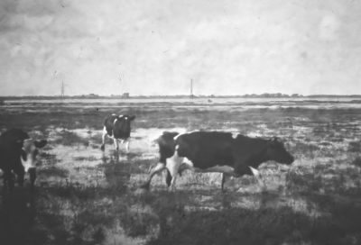 Inundatie 1944-1945
Met de koeien van W. Nagel
