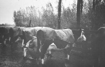 Melkkoeien van Nagel in het melkhok
De koeien werden hier gemolken omdat het water in de onder- en bovenmeer brak was en de koeien het dus niet konden drinken. Daarom werden ze naar huis gehaald; daar was het water wel goed, dat kwam namelijk uit de Ringsloot.
