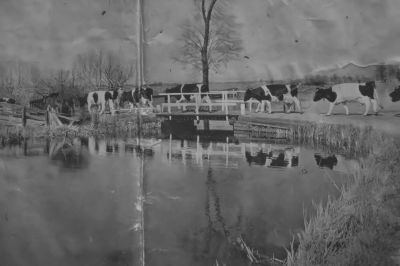 Koeien ophalen Joost Kruiswijk, melkenstijd
