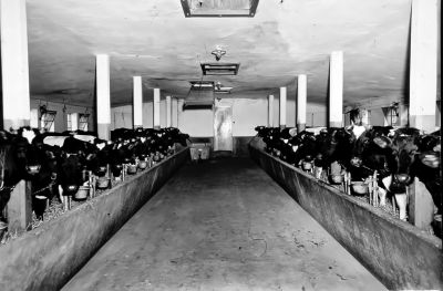 Stal " Zuidhollands ", op boerderij " Bijlmerzicht ", van J. Kruiswijk. Lage Bijlmer A 18
Dit was voor die tijd een moderne stal, met brandvrije deur naar het voorhuis en een betonnen zolder, deze bood in de oorlog 1940-1945 plaats aan 14 onderduikers.
