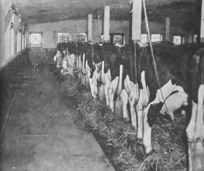 De '' Zuid hollandse " stal
Mt de koeien dik in het stro en de staarten aan de staartlijn.
