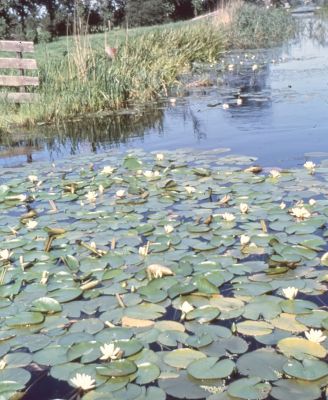 Waterlelies in de Bijlmer ringsloot gezien vanaf de brug bij Harmen Hopman
