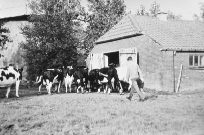 Achterzijde van boerderij "Langerlust"
Melkkoeien op weg naar de melkstal samen met Karel Vogel Jr.
