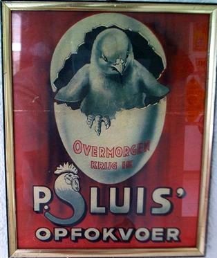 P. Sluis, fabriek pluimvee-, vee- en vogelvoeder 
Dit kuiken heeft al krachtvoer ín het ei binnen gekregen!
Keywords: Geinbrug;Driemond;Sluis,pluimvee;vee;vogel;voeder;reclame