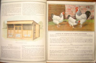 P. Sluis, fabriek pluimvee-, vee- en vogelvoeder 
Bladzijde uit het rijk geïllustreerde 'Succesvol Kippenhouden'.
Keywords: Geinbrug;Driemond;Sluis,pluimvee;vee;vogel;voeder;reclame