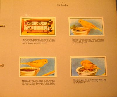 P. Sluis, fabriek pluimvee-, vee- en vogelvoeder 
Bladzijde uit het boek over "Kanaries'.
Keywords: Geinbrug;Driemond;Sluis,pluimvee;vee;vogel;voeder;reclame