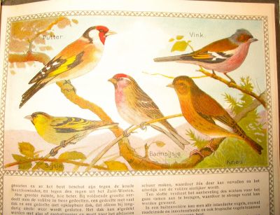 P. Sluis, fabriek pluimvee-, vee- en vogelvoeder 
Een pagina inheemse vogels.
Keywords: Geinbrug;Driemond;Sluis,pluimvee;vee;vogel;voeder;reclame