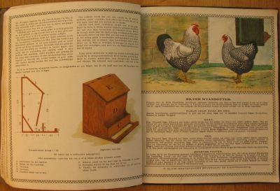 P. Sluis, fabriek pluimvee-, vee- en vogelvoeder 
Na de sloop van sluis werd op het braakliggend terrein een nieuwe woonwijk gerealiseerd. De vier straten werden vernoemd naar kippenrassen, ter herinnering aan Sluis. De wijk staat bekend als de 'Kippenbuurt'. Op deze bladzij uit een boek over kippenhouden een afbeelding van de (zilver) Wyandotte. Dit ras is een van de vier vernoemden.
Keywords: Geinbrug;Driemond;Sluis,pluimvee;vee;vogel;voeder;reclame