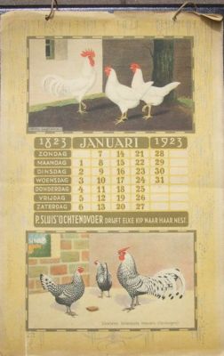 P. Sluis, fabriek pluimvee-, vee- en vogelvoeder 
De (witte) Leghorn was duidelijk populair. Hier staat hij al op een kalenderblad uit 1923. 
Keywords: Geinbrug;Driemond;Sluis,pluimvee;vee;vogel;voeder;reclame