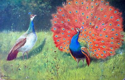 P. Sluis, fabriek pluimvee-, vee- en vogelvoeder 
Ansicht van Sluis, hier twee pauwen. De kaart is gesigneerd Alf. Schönian, München. Hier kwamen meer van de kaartontwerpers vandaan, o.a. ene 'E. Dorno', een signatuur die we ook vaak zien bij de ansichten van Sluis.
Keywords: Geinbrug;Driemond;Sluis,pluimvee;vee;vogel;voeder;reclame;Schönian;Dorno