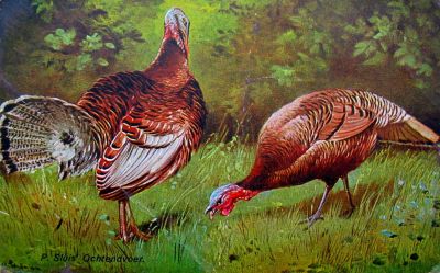 P. Sluis, fabriek pluimvee-, vee- en vogelvoeder 
Ansichtkaart met twee kalkoenen. Deze gesigneerd 'E. Dorno, München'.
Keywords: Geinbrug;Driemond;Sluis,pluimvee;vee;vogel;voeder;reclame;Dorno