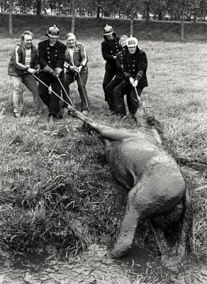 Brandweer, Politie.
Paard wordt op het droge getrokken. (Foto: weilanden langs de Kanaaldijk?)
Keywords: Geinbrug;Driemond;brandweer;politie;begraafplaats